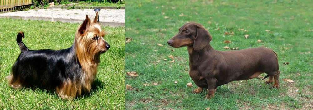Dachshund vs Australian Silky Terrier - Breed Comparison