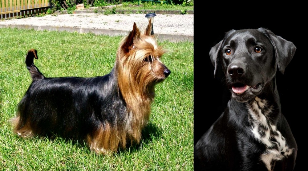 Dalmador vs Australian Silky Terrier - Breed Comparison