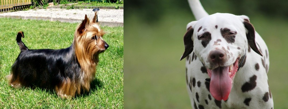 Dalmatian vs Australian Silky Terrier - Breed Comparison