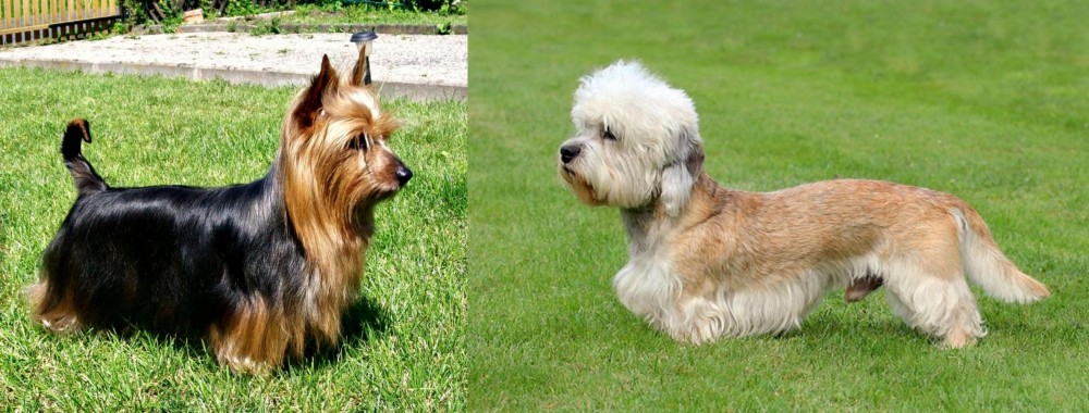 Dandie Dinmont Terrier vs Australian Silky Terrier - Breed Comparison