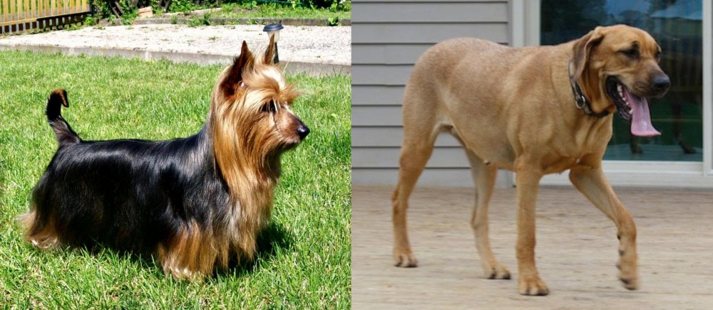Danish Broholmer vs Australian Silky Terrier - Breed Comparison