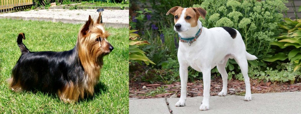 Danish Swedish Farmdog vs Australian Silky Terrier - Breed Comparison