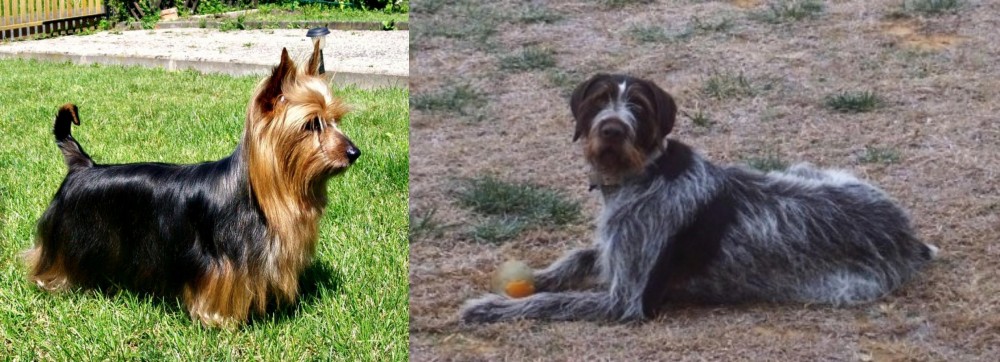 Deutsch Drahthaar vs Australian Silky Terrier - Breed Comparison