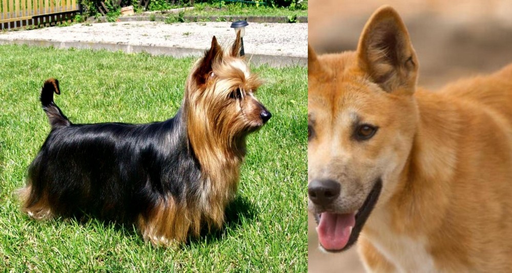 Dingo vs Australian Silky Terrier - Breed Comparison
