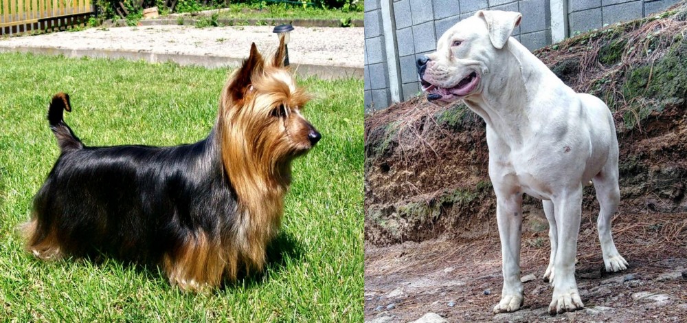 Dogo Guatemalteco vs Australian Silky Terrier - Breed Comparison