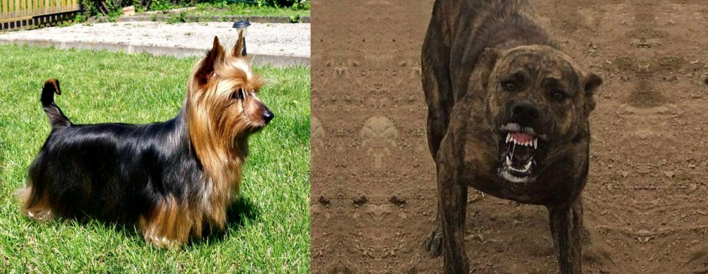 Dogo Sardesco vs Australian Silky Terrier - Breed Comparison