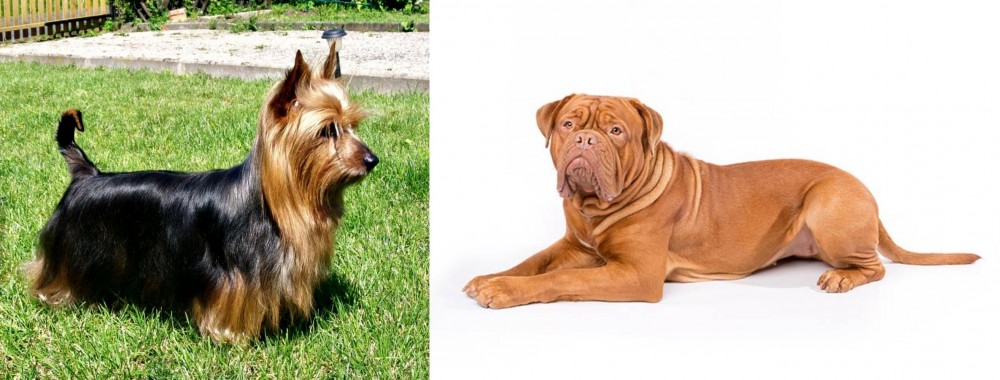 Dogue De Bordeaux vs Australian Silky Terrier - Breed Comparison