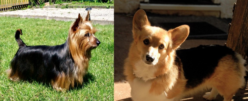 Dorgi vs Australian Silky Terrier - Breed Comparison