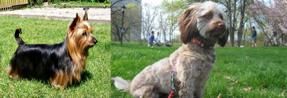 Doxiepoo vs Australian Silky Terrier - Breed Comparison