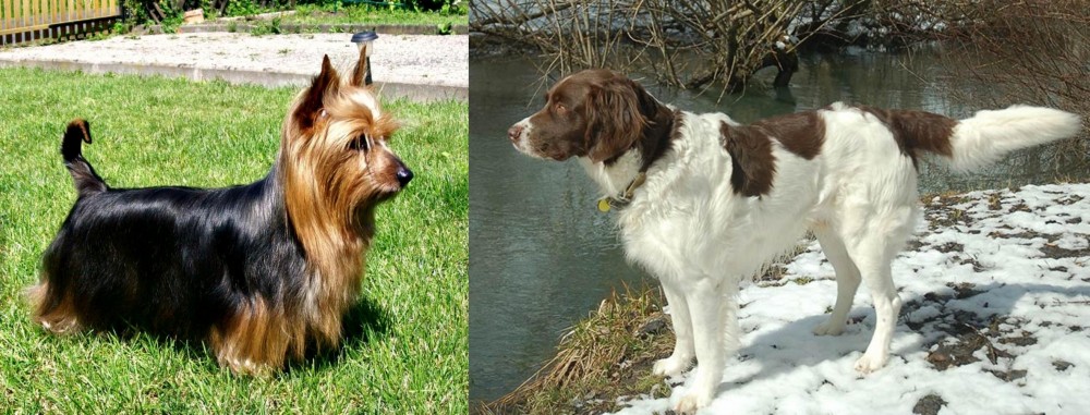 Drentse Patrijshond vs Australian Silky Terrier - Breed Comparison