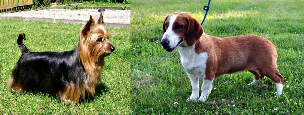 Drever vs Australian Silky Terrier - Breed Comparison