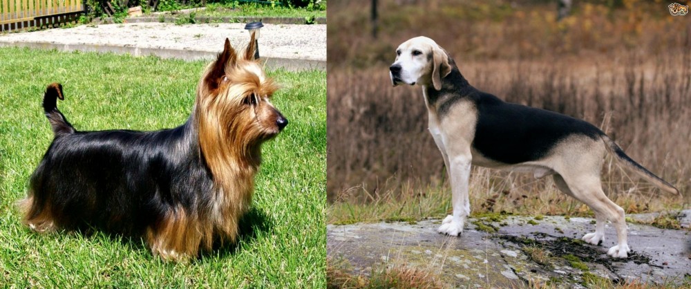 Dunker vs Australian Silky Terrier - Breed Comparison