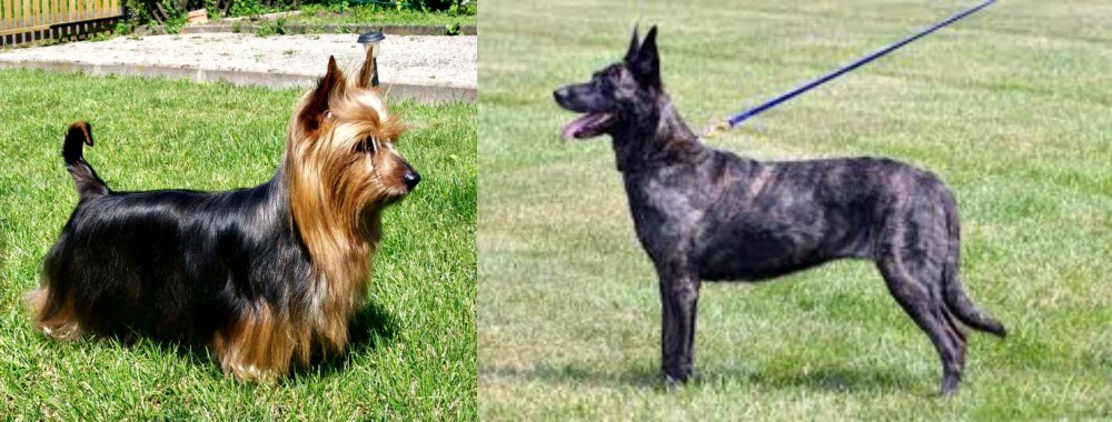 Dutch Shepherd vs Australian Silky Terrier - Breed Comparison