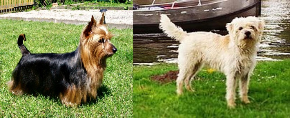 Dutch Smoushond vs Australian Silky Terrier - Breed Comparison