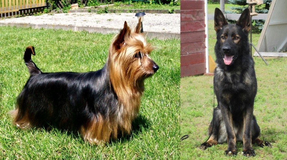 East German Shepherd vs Australian Silky Terrier - Breed Comparison