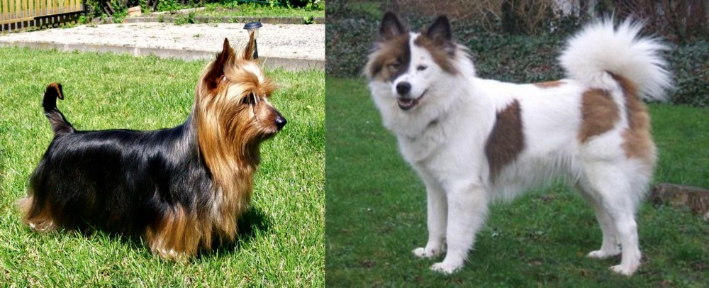 Elo vs Australian Silky Terrier - Breed Comparison
