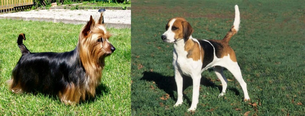 English Foxhound vs Australian Silky Terrier - Breed Comparison