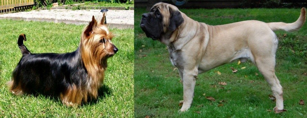 English Mastiff vs Australian Silky Terrier - Breed Comparison