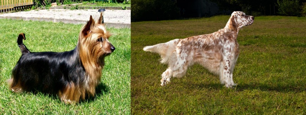 English Setter vs Australian Silky Terrier - Breed Comparison