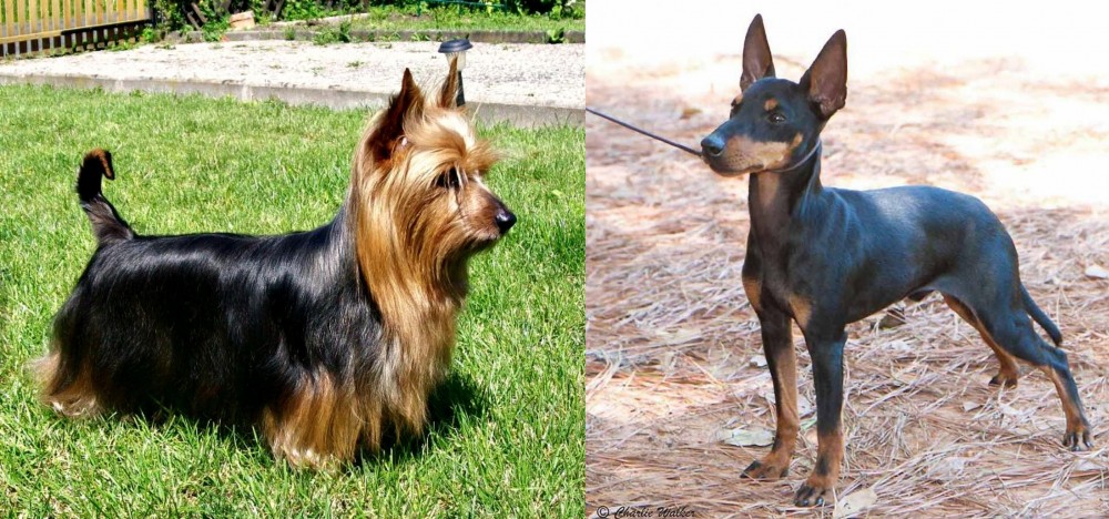 English Toy Terrier (Black & Tan) vs Australian Silky Terrier - Breed Comparison