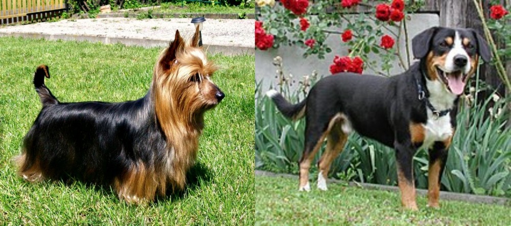 Entlebucher Mountain Dog vs Australian Silky Terrier - Breed Comparison