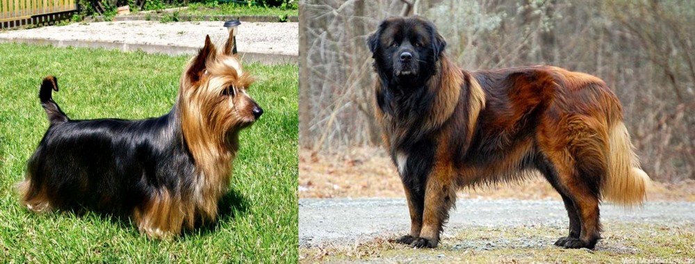Estrela Mountain Dog vs Australian Silky Terrier - Breed Comparison