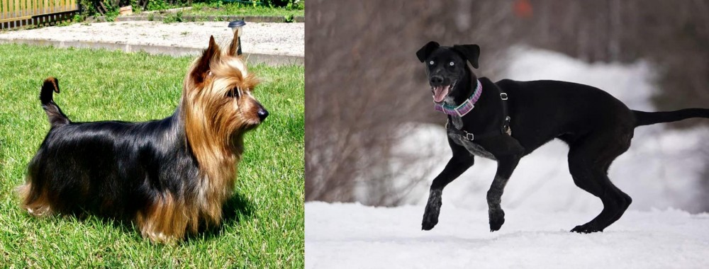 Eurohound vs Australian Silky Terrier - Breed Comparison