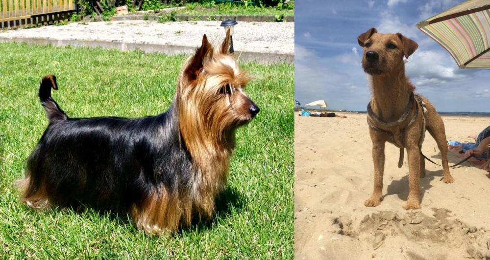 Fell Terrier vs Australian Silky Terrier - Breed Comparison