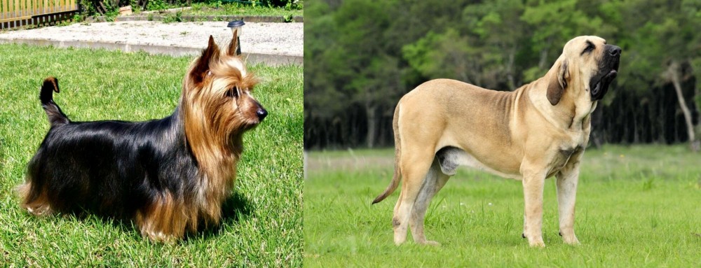 Fila Brasileiro vs Australian Silky Terrier - Breed Comparison