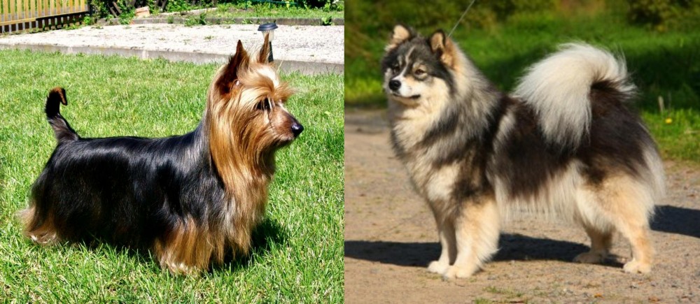 Finnish Lapphund vs Australian Silky Terrier - Breed Comparison