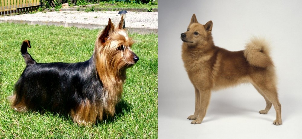 Finnish Spitz vs Australian Silky Terrier - Breed Comparison