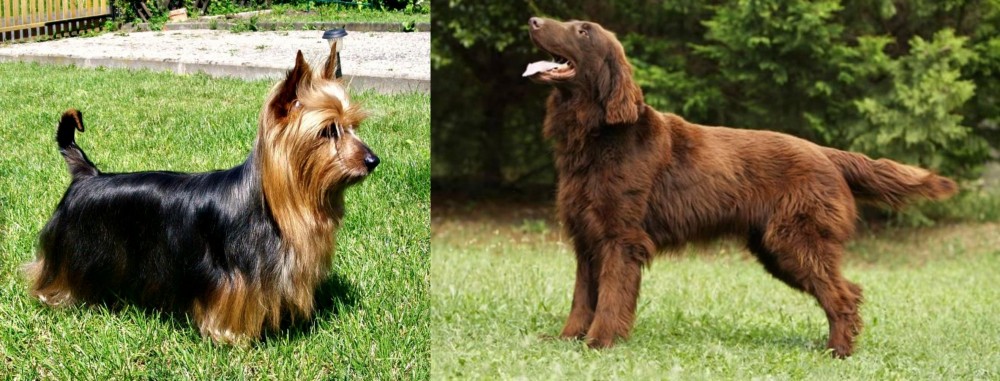 Flat-Coated Retriever vs Australian Silky Terrier - Breed Comparison
