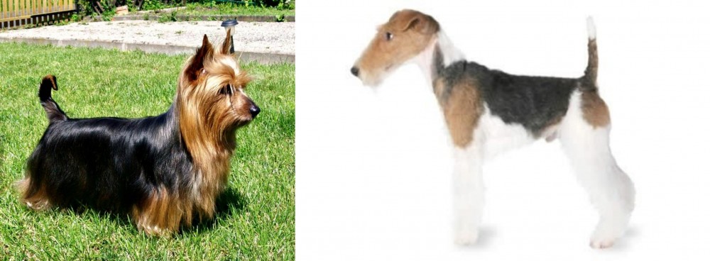 Fox Terrier vs Australian Silky Terrier - Breed Comparison