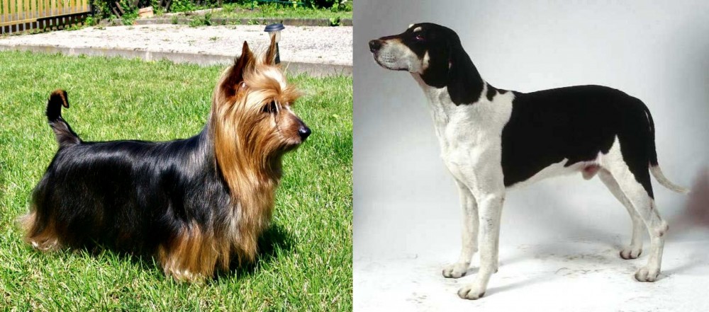 Francais Blanc et Noir vs Australian Silky Terrier - Breed Comparison