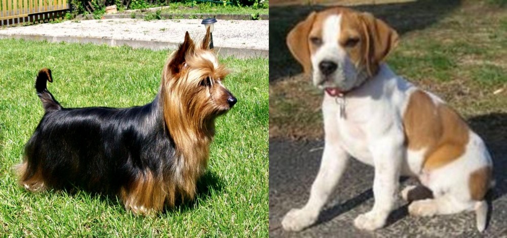 Francais Blanc et Orange vs Australian Silky Terrier - Breed Comparison
