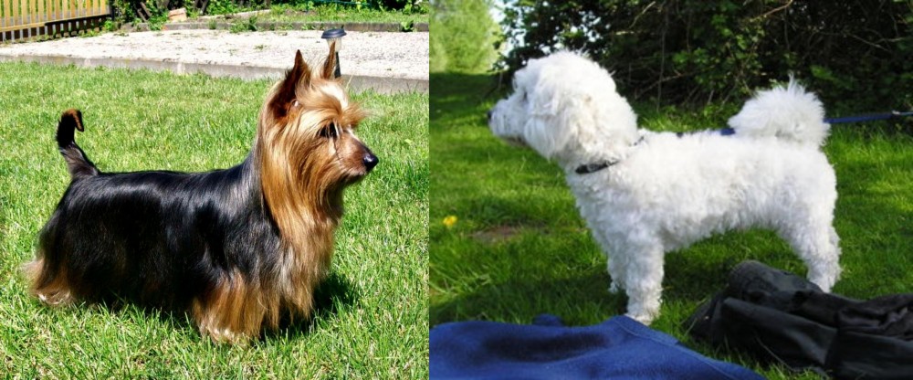 Franzuskaya Bolonka vs Australian Silky Terrier - Breed Comparison
