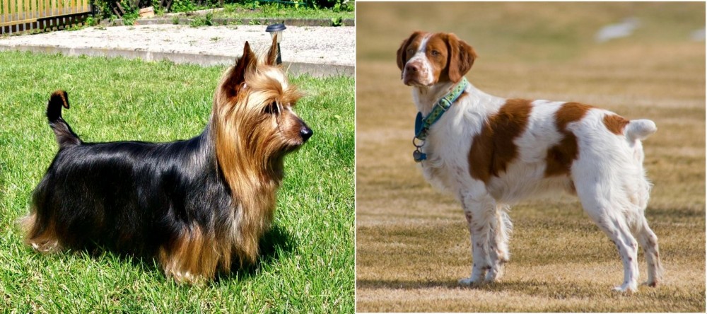 French Brittany vs Australian Silky Terrier - Breed Comparison