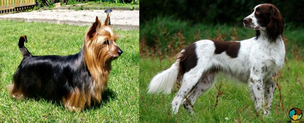 French Spaniel vs Australian Silky Terrier - Breed Comparison