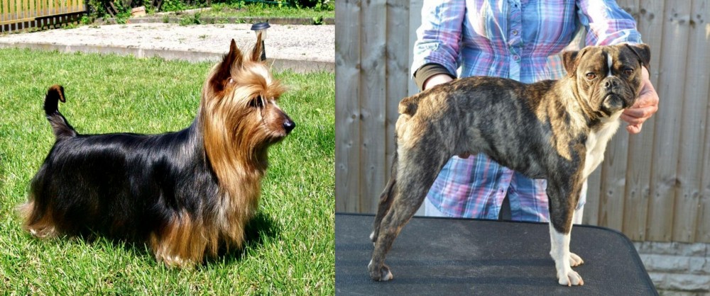 Fruggle vs Australian Silky Terrier - Breed Comparison