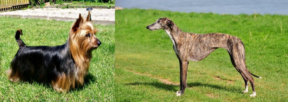 Galgo Espanol vs Australian Silky Terrier - Breed Comparison