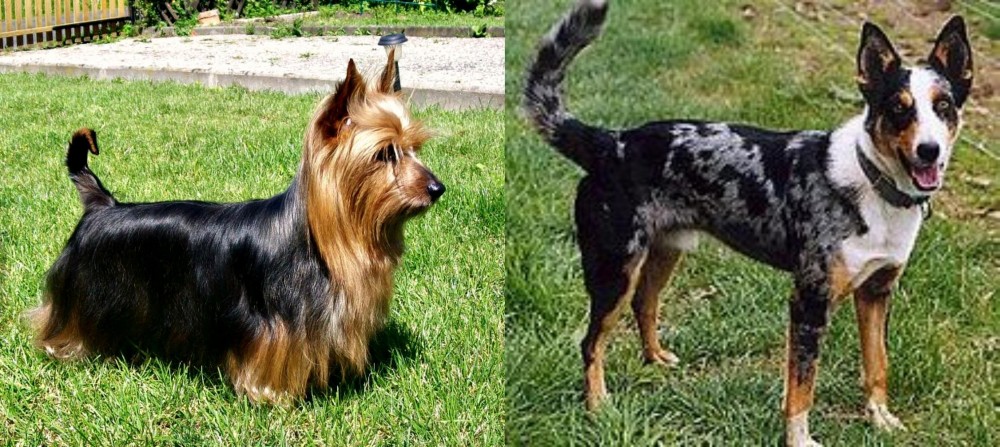 German Coolie vs Australian Silky Terrier - Breed Comparison