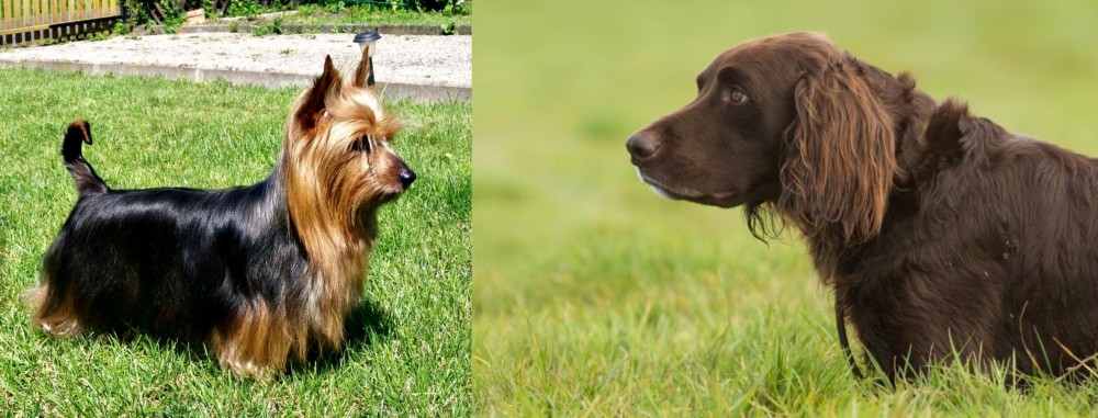 German Longhaired Pointer vs Australian Silky Terrier - Breed Comparison