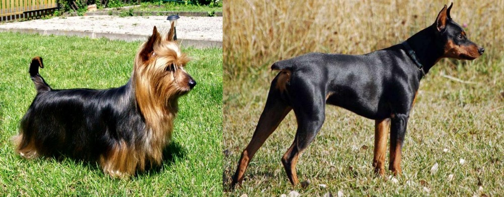 German Pinscher vs Australian Silky Terrier - Breed Comparison