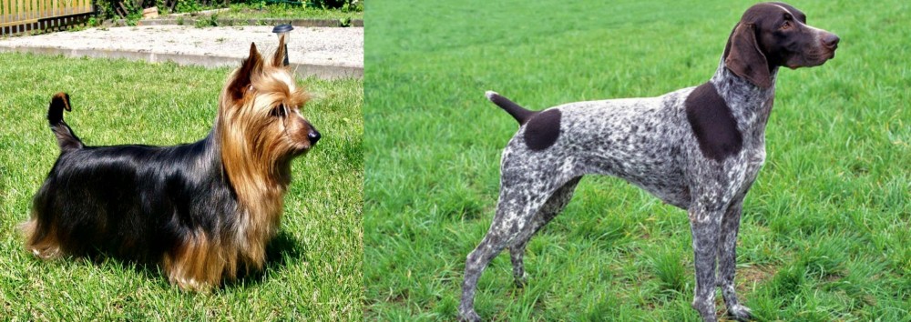 German Shorthaired Pointer vs Australian Silky Terrier - Breed Comparison