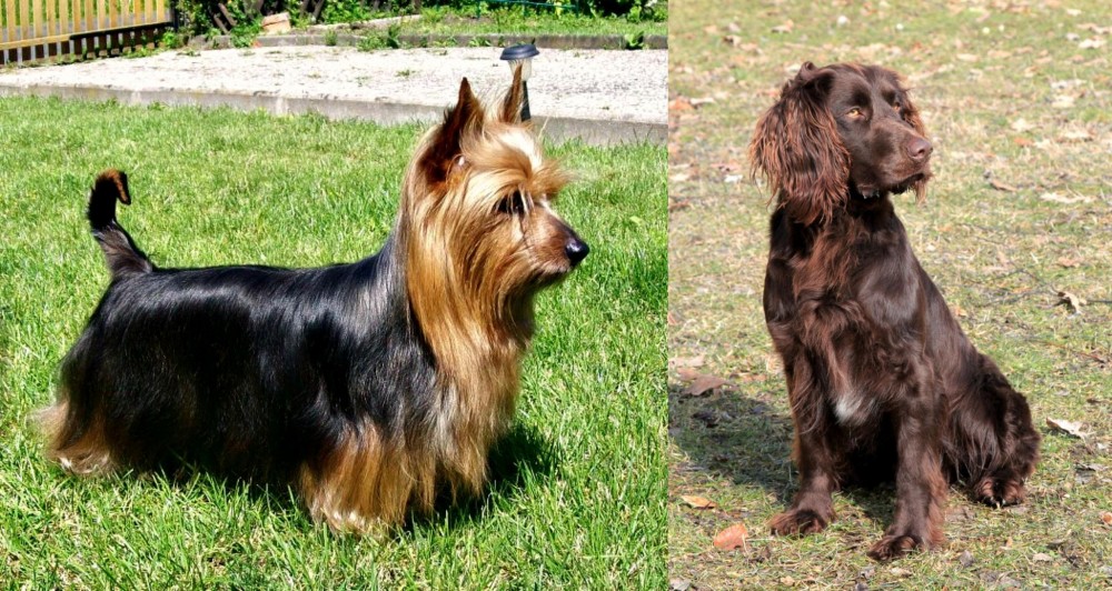 German Spaniel vs Australian Silky Terrier - Breed Comparison