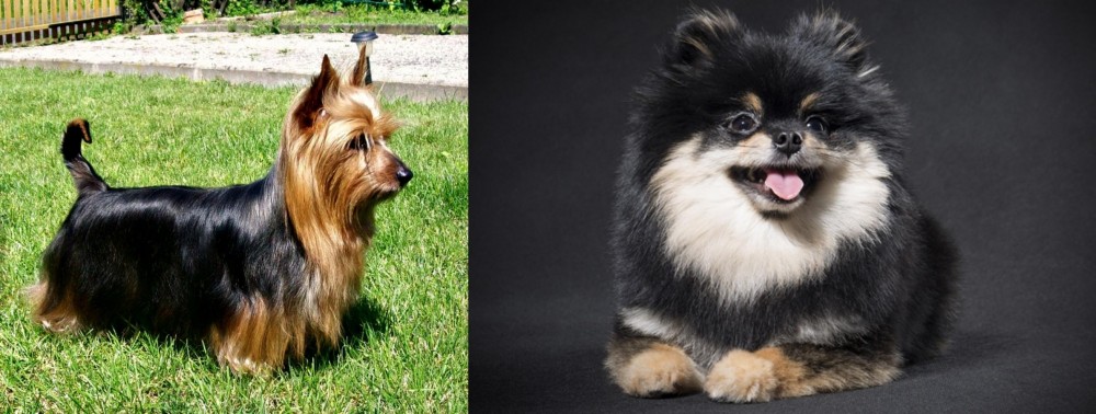 German Spitz (Klein) vs Australian Silky Terrier - Breed Comparison