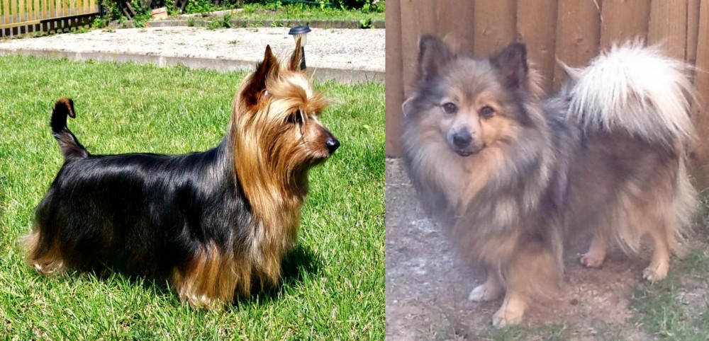 German Spitz (Mittel) vs Australian Silky Terrier - Breed Comparison