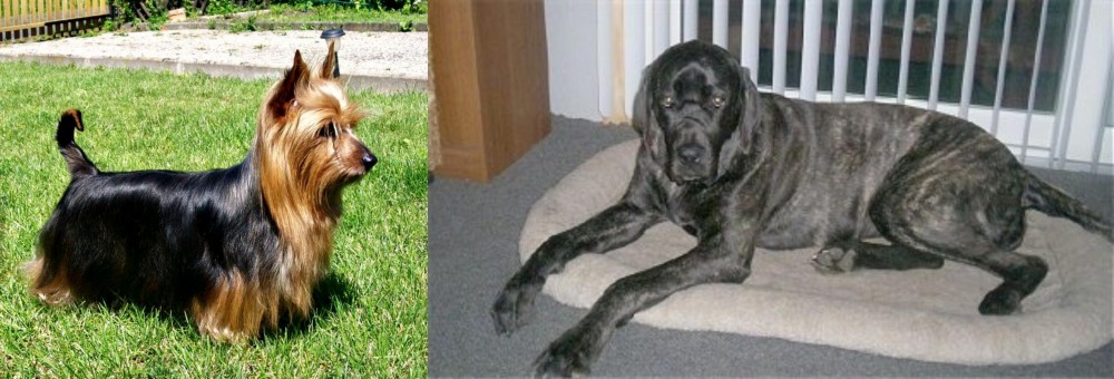 Giant Maso Mastiff vs Australian Silky Terrier - Breed Comparison