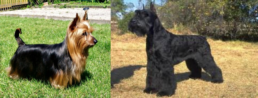 Giant Schnauzer vs Australian Silky Terrier - Breed Comparison