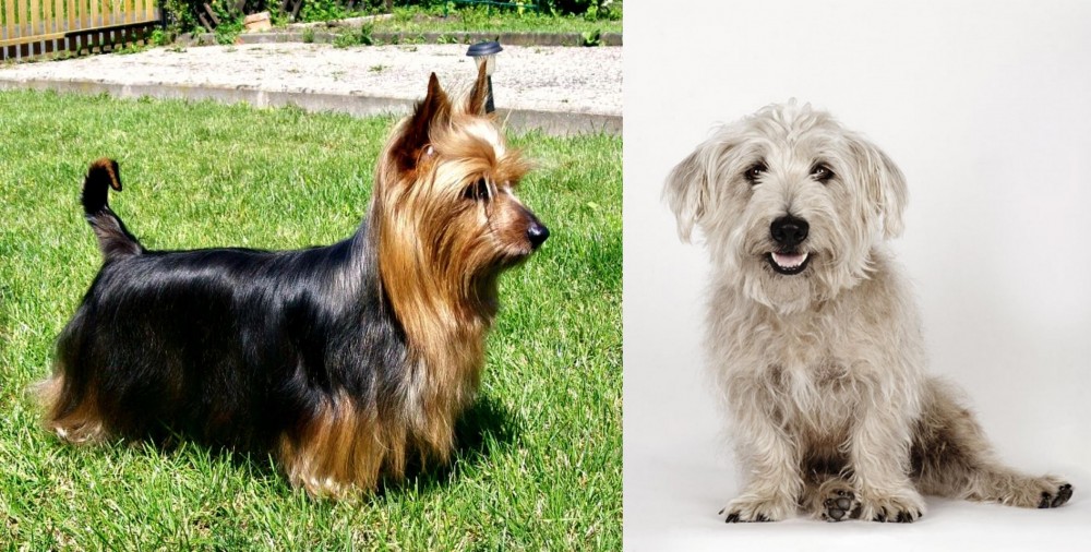 Glen of Imaal Terrier vs Australian Silky Terrier - Breed Comparison